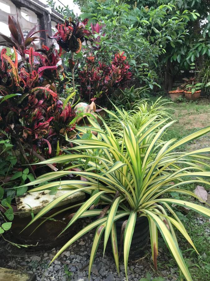 Tree In Town ทรีอินทาวน์ Villa Phatthalung Exterior photo